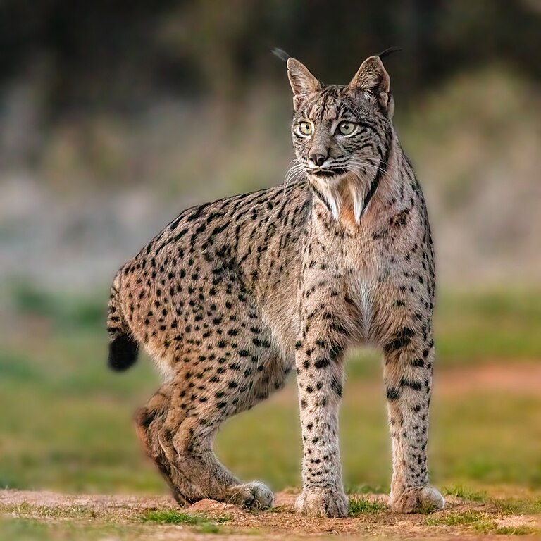 Comparado a outras espécies de linces, como o lince-eurasiático e o lince-ibérico (foto), o lince-do-Canadá apresenta várias adaptações únicas.