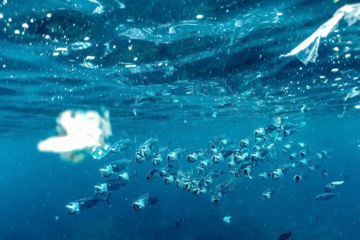 Ainda assim, especialistas avisam que a presença desse material pode prejudicar os animais marinhos e também trazer riscos para a saúde das pessoas.