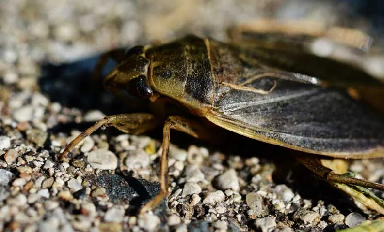 Pesquisadores do Japão descobriram informações interessantes sobre um inseto temido por muitos: a barata gigante aquática (cientificamente chamada Lethocerus indicus).