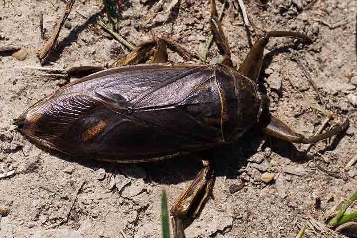 Diferentemente de outras baratas, elas não possuem asas funcionais, embora tenham estruturas alares reduzidas. 
