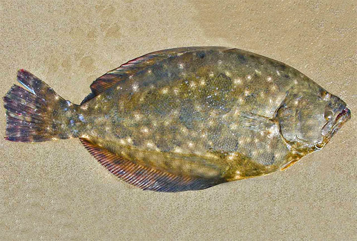 Linguado - É um peixe delicado, com filés finos, ideal para os que preferem carnes mais leves. Assim como o salmão, o linguado é excelente fonte de ômega-3, além de conter quantidades significativas de minerais como zinco e ferro.