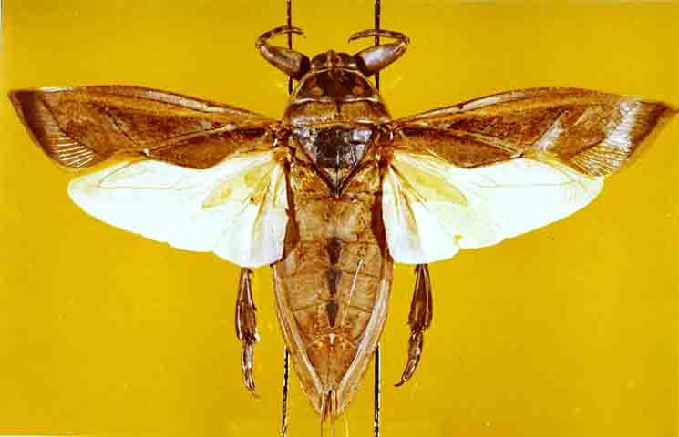 Quando estão na fase adulta, algumas subespécies dessas baratas se tornam aptas a voar, atraídas por luzes artificiais à noite.