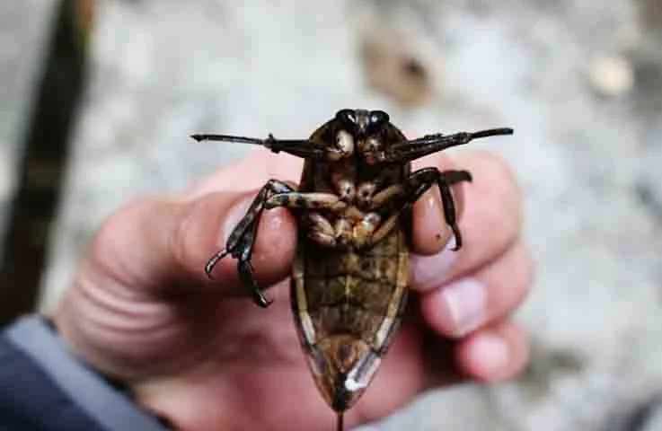 O veneno injetado não é letal, mas o ferimento pode causar inchaço, dor intensa e, em alguns casos, reações alérgicas.