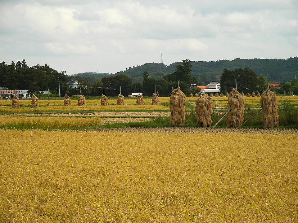 Ele adorava estudar a biodiversidade vegetal e tinha o sonho de acabar com a fome no mundo. É que, além de guerras, pragas também representam uma ameaça. 