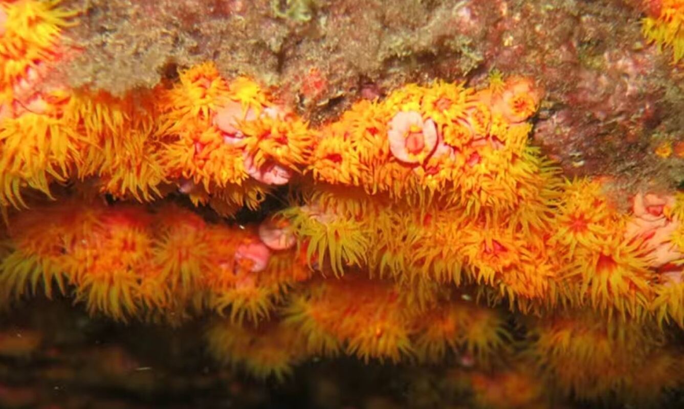 Atualmente, duas variedades de coral-sol são encontradas na costa do Brasil. Elas estão espalhadas desde o Ceará até Santa Catarina