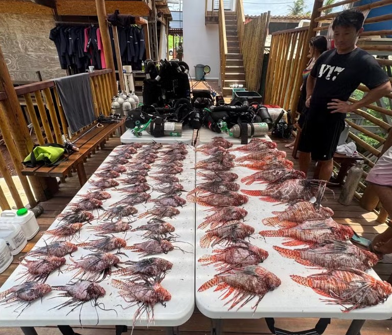 A operação nas águas de Fernando de Noronha foi realizada por mergulhadores treinados pelo Instituto Chico Mendes de Biodiversidade (ICMBio). Nela, foram capturados outros 61 peixes-leão, espécie invasora e que não tem predador no Oceano Atlântico. Ele é capaz de comer até 20 peixes em 30 minutos e é considerado uma ameaça ao meio-ambiente, pois pode provocar desequilíbrio ecológico nas regiões costeiras do Brasil. 
