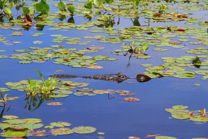 Outra dica é não provocar ou mesmo alimentar os animais, pois isso pode colocar em risco a sua segurança e a deles.