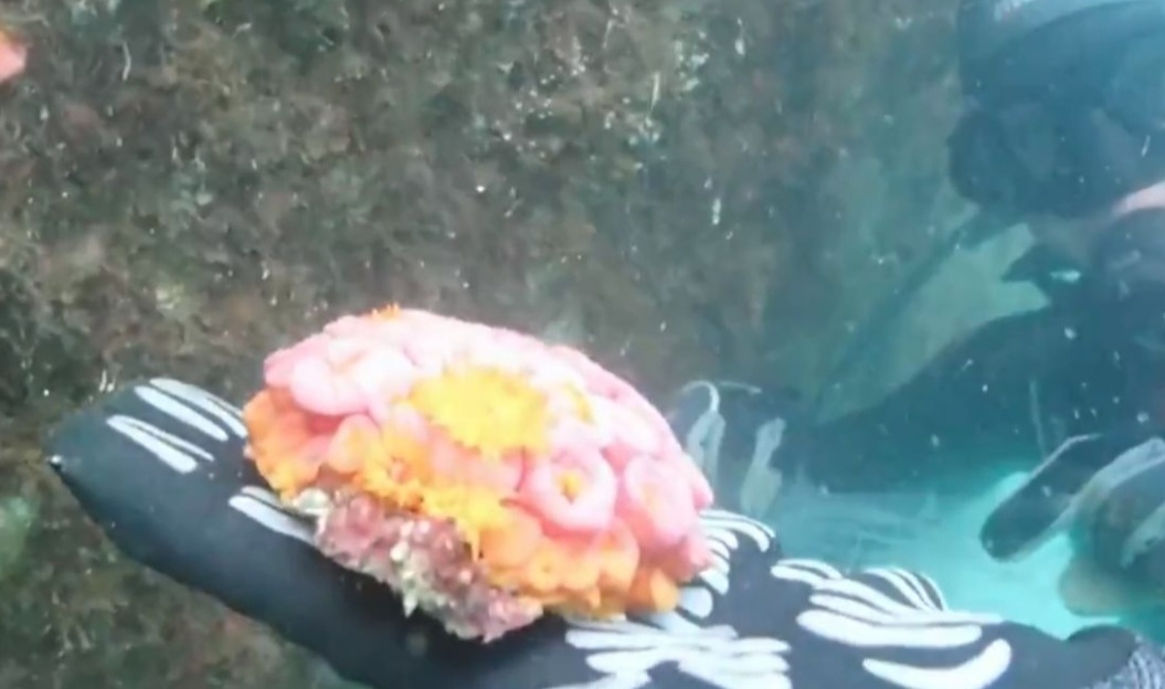 Trata-se do coral-sol, espécie nativa dos oceanos Índico e Pacífico. E que, portanto,  não existiria no Oceano Atlântico- que banha o Brasil -  exceto chegando de forma não natural.