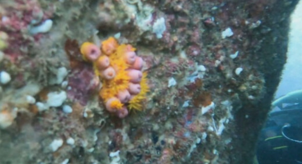 Para os cientistas, o coral-sol deve ter chegado justamente em cascos de navios que vieram de países do Índico e do Pacífico