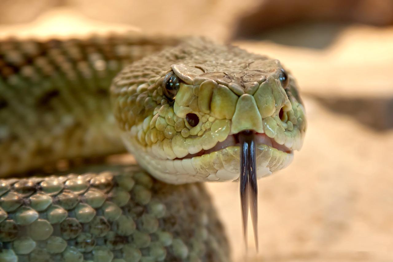 A serpente é um dos animais que provocam mais pânico nos seres humanos. E não é para menos. Além do aspecto aterrorizante, rastejando em velocidade, elas têm venenos capazes de matar rapidamente. 