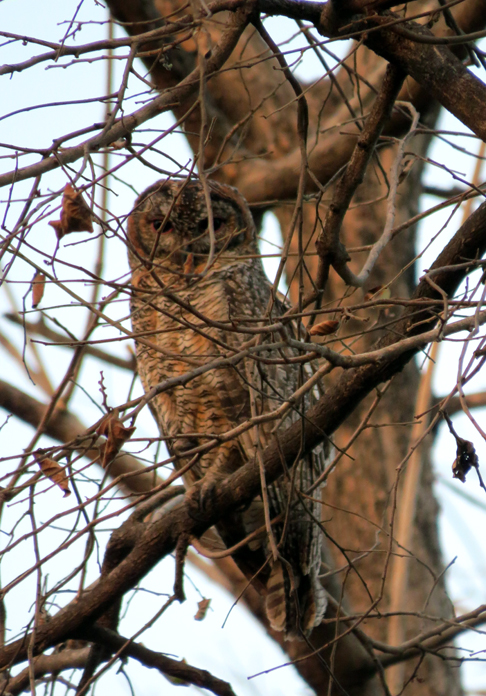 Essa associação com a sabedoria pode ser atribuída à aparência única e à natureza noturna dessas aves, bem como à sua capacidade de caçar na escuridão.