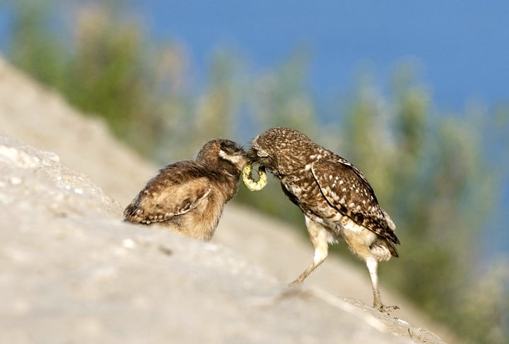 Aliás, as corujas são aves importantes para o controle de pragas, pois se alimentam de roedores e outros animais que podem causar danos à agricultura.