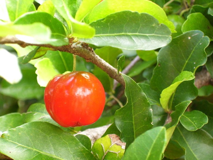 O Brasil é o maior exportador de acerola orgânica do mundo. A Região Nordeste é a que mais se destaca na produção desta fruta, principalmente Pernambuco, Ceará e Sergipe.