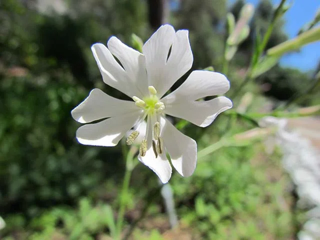 Campion de Gibraltar - Espécie endêmica de Gibraltar, na Península Ibérica.  Brota em penhascos. Era considerada extinta, mas em 1994 foi encontrada por um alpinista e propagada em bancos de sementes em Gibraltar e Londres. 