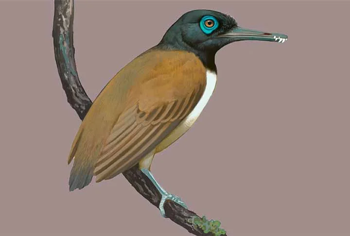 Nos estudos sobre animais pré-históricos, cientistas descobriram que um pássaro contemporâneo dos dinossauros tinha dentes. Apesar disso, ele não era carnívoro ( comia apenas sementes.) Trata-se do primeiro fóssil do Longipteryx chaoyangensis, encontrado na China.
