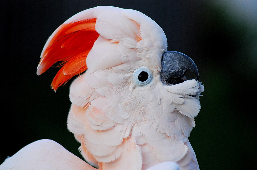 A palavra cockatoo (nome em inglês para cacatua) data do século XX e é derivada do neerlandês kaketoe, que vem do malaio kakaktua. As variantes do século XVII incluem cacato, cacatua e crockadore. 