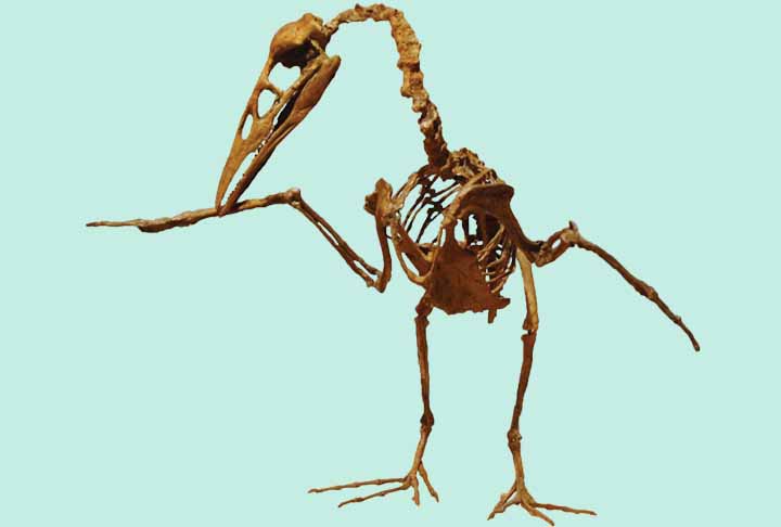 Ichthyornis é um gênero extinto de ornithuran dentuço, semelhante a uma ave marinha, do final do período Cretáceo da América do Norte.