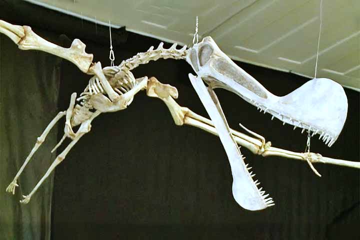 O grupo surgiu no Triássico Superior e desapareceu na Extinção do Cretáceo-Paleogeno, há aproximadamente 66 milhões de anos.