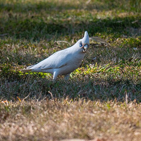 Como características distintivas, as cacatuas apresentam uma crista móvel e plumagem de cores simples. Geograficamente, elas têm distribuição na Oceania (mais precisamente nas florestas australianas) e em ilhas vizinhas do Pacífico.