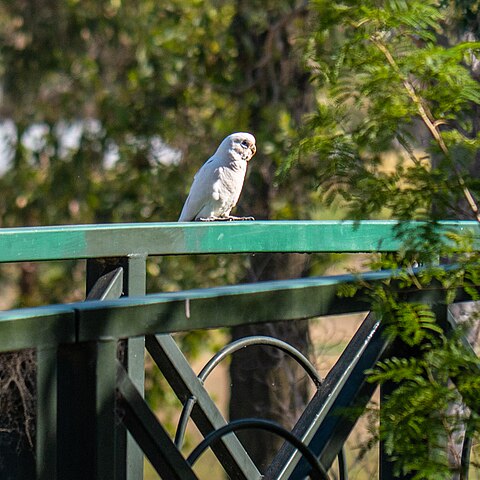 Esses animais são muito semelhantes aos papagaios em relação ao bico em formato de banana e morfologia zigodáctila dos pés (dois dedos para a frente, dois para trás).