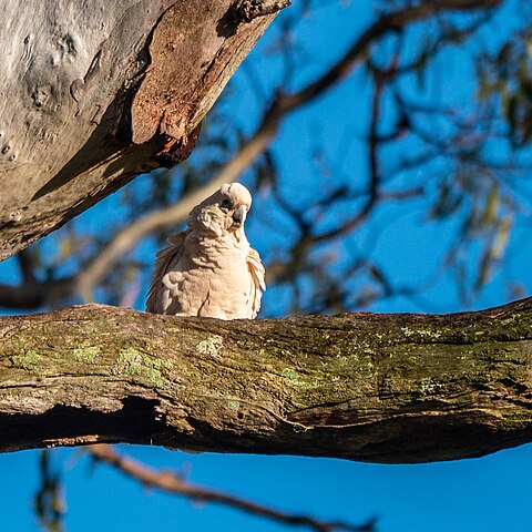 Vale destacar que existem 21 espécies desta ave, cada uma com suas próprias características e necessidades específicas. Elas, portanto, medem em média de 40 cm a 50 cm e pesam entre 500 g e 900 g. A mais conhecida é a cacatua ninfa, as famosas calopsitas.