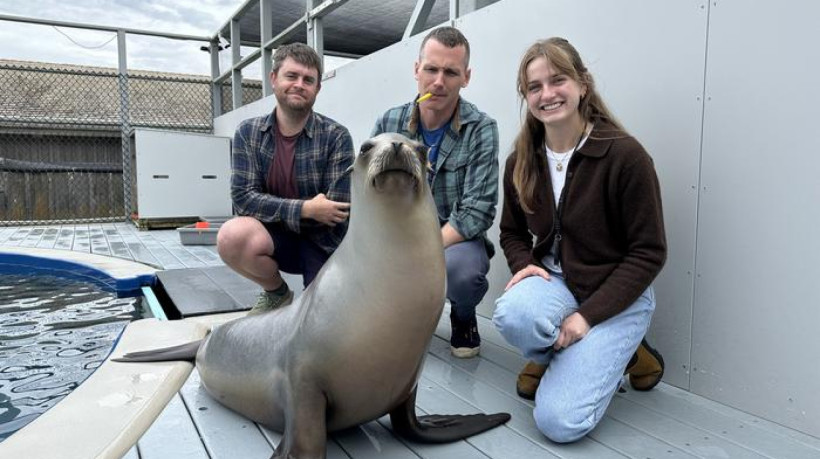 Coautores do estudo Andrew Rouse, Peter Cook, e Carson Hood com Ronan, o leão marinho