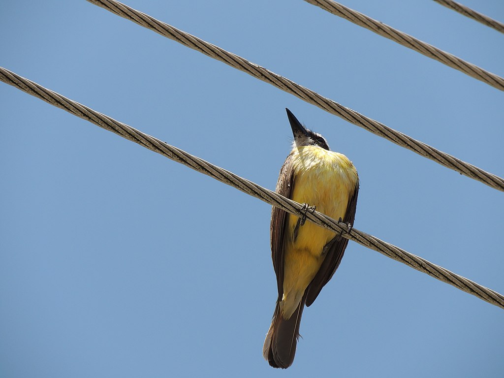 Mesmo com uma aparência frágil, o bem-te-vi não se intimida e ameaça vigorosamente outros pássaros maiores, como o gavião e o urubu. Ele defende bem seu território e ninho, podendo se tornar agressivo com este instinto de proteção. 