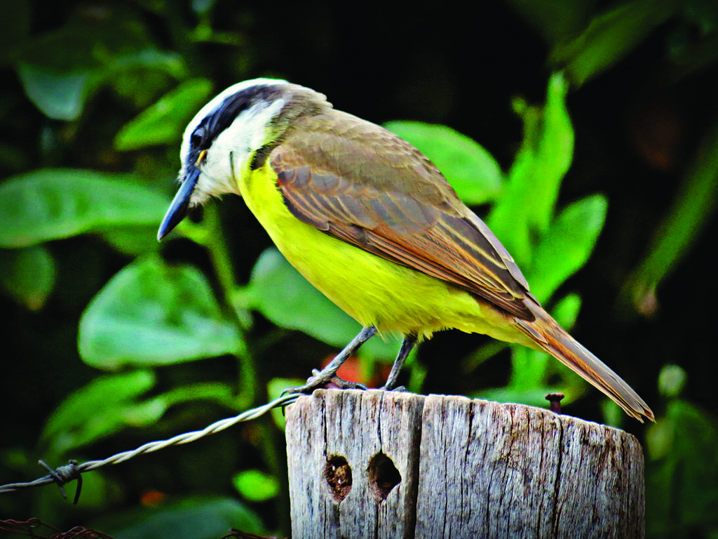 Os ovos desses animais são cônicos com pintinhas pretas como os de codorna. Após a eclosão, possuem um desenvolvimento altricial (nasce quase sem penas com olhos fechados, não voa nem anda).
