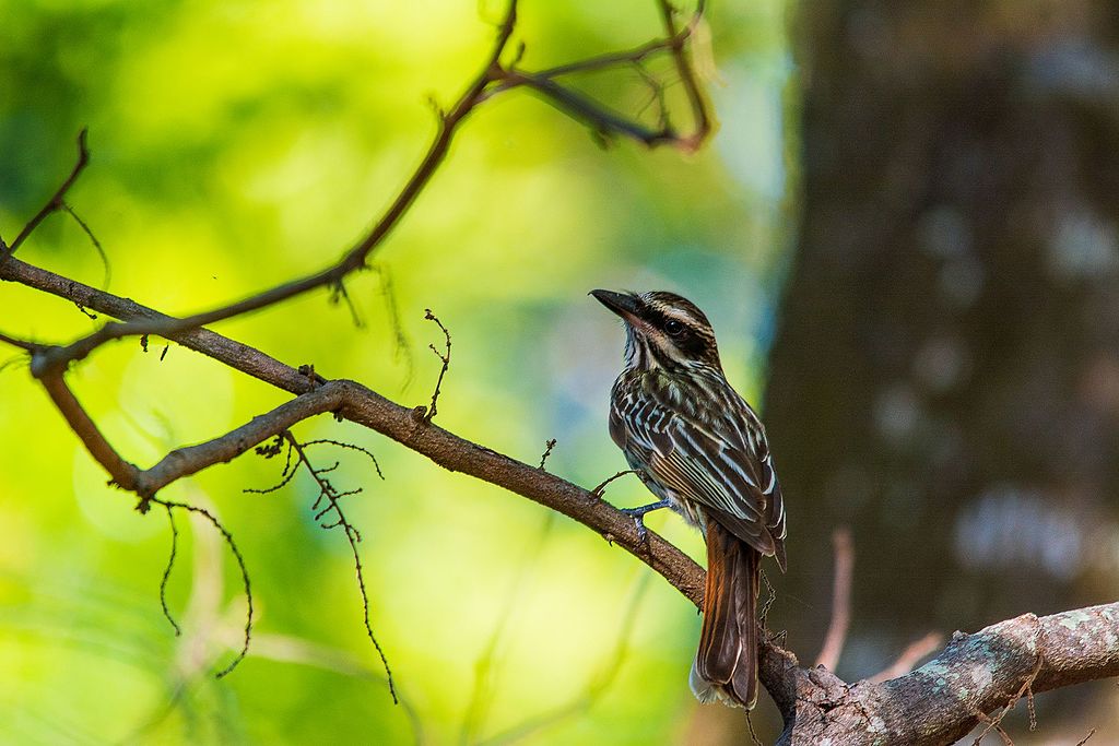 Um dos destaques desta ave é que elas possuem grande agilidade, o que lhe permite capturar insetos em pleno voo, apesar de ser mais comum agir sobre os que estão pousados em ramos.