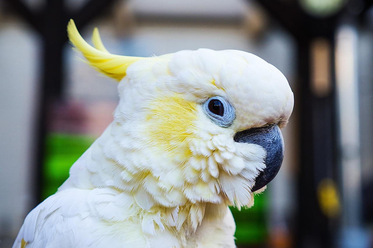 Exótica e com um topete de crista colorida, a Cacatua é uma ave bonita, sociável e inteligente. Ela, então, se popularizou como animal de estimação em várias partes do mundo e tem características próprias. O Flipar mostra alguns desses traços nesta galeria.