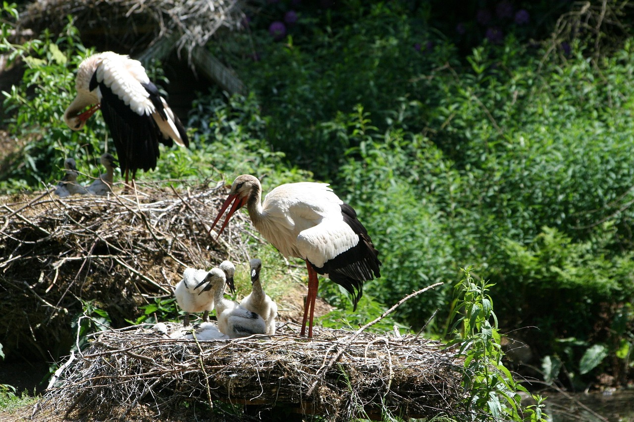 O gênero foi introduzido pelo zoólogo francês Mathurin Jacques Brisson, em 1760, com a cegonha-branca (Ciconia ciconia) como espécie-tipo. O nome, por sua vez, vem da palavra latina e foi originalmente registrado nas obras de Horácio e Ovídio.