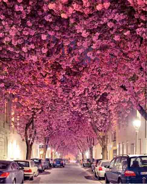 Na cidade de Bonn, notória por ser a terra natal do compositor clássico Ludwig van Beethoven, uma rua que abriga árvores dessa espécie é considerada a mais bonita da Alemanha. E atrai muitos visitantes. 