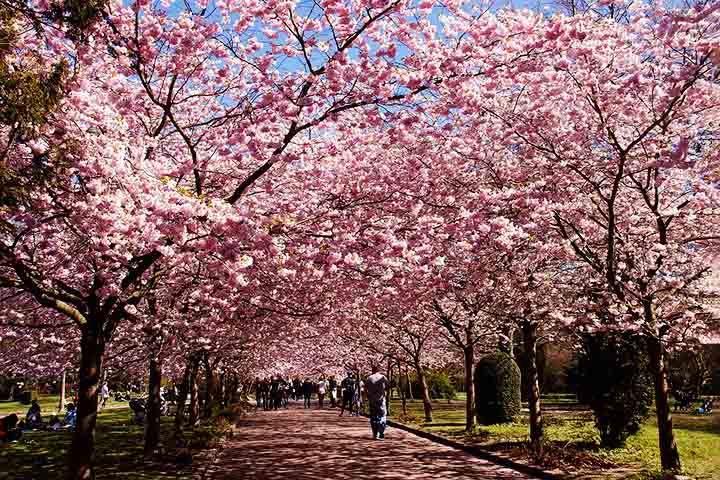 Famílias e amigos fazem piqueniques sob as árvores, compartilhando comidas e bebidas, enquanto apreciam a lindíssima paisagem. 