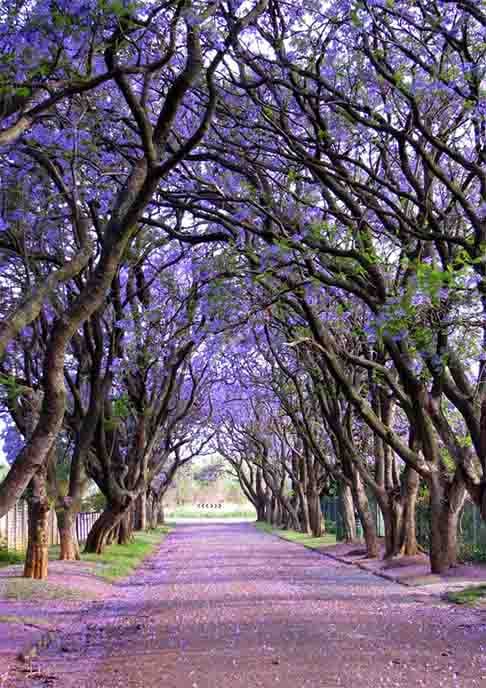 Jacarandá- Comum no paisagismo da África do Sul, com flores roxas vibrantes. Nativa da América do Sul, essa espécie ornamental foi importada e tornou-se popular em Pretória, uma das três capitais sul-africanas, sede do Poder Executivo. Na primavera, são tantas florescendo que o lugar leva o apelido de Cidade dos Jacarandás. 