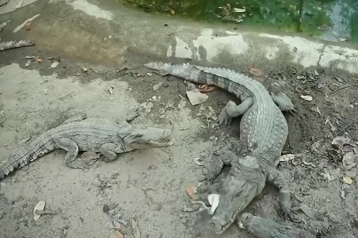 Também há grandes populações desses animais em Queensland, Austrália Ocidental e partes do sudeste asiático. 