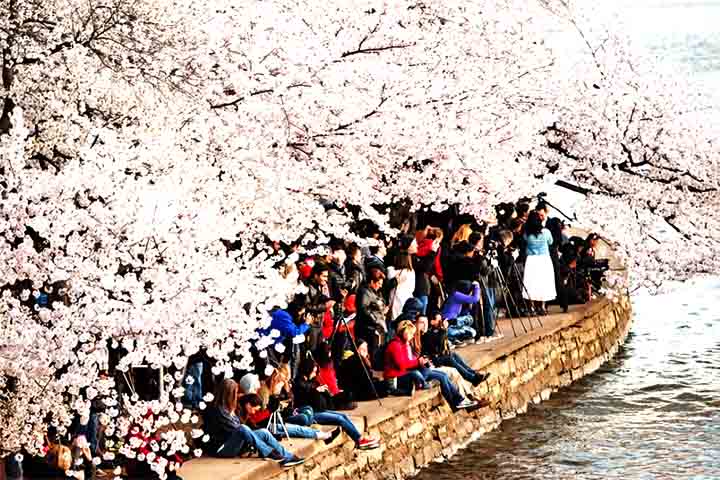 O período também impulsiona o setor de viagens, com hotéis e companhias aéreas oferecendo pacotes especiais para quem deseja testemunhar esse fenômeno natural. 
