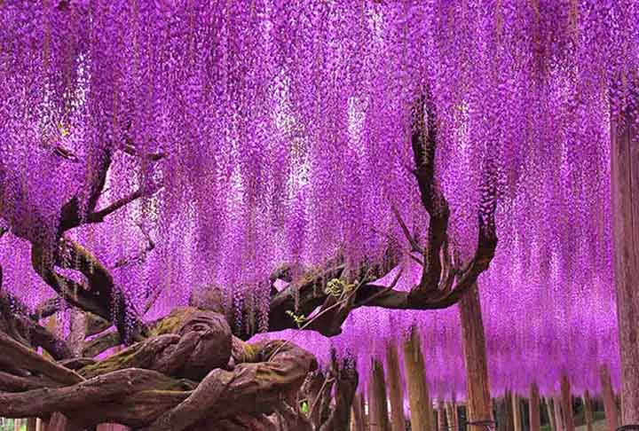 O exemplar que foi plantado em 1870 é o mais famoso do mundo e fica no Ashikaga Park, no Japão. Essa trepadeira lenhosa existe há cerca de 150 anos e faz o 'céu' ficar azul e roxo.