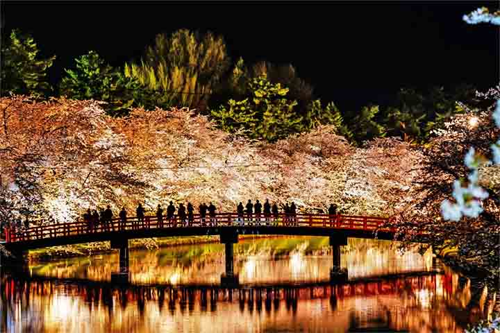 O reflorestamento com cerejeiras também é utilizado para embelezar áreas urbanas e preservar espécies ameaçadas. Em algumas cidades, projetos ambientais incentivam o plantio de cerejeiras para melhorar a qualidade do ar e tornar os espaços públicos mais atraentes. Em outros países também existem espetáculos.
