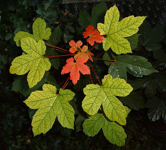A folha tem um formato que ficou famoso por estar na bandeira do Canadá. Ela evolui do verde para o laranja e o vermelho, tingindo a paisagem de forma arrebatadora.  
