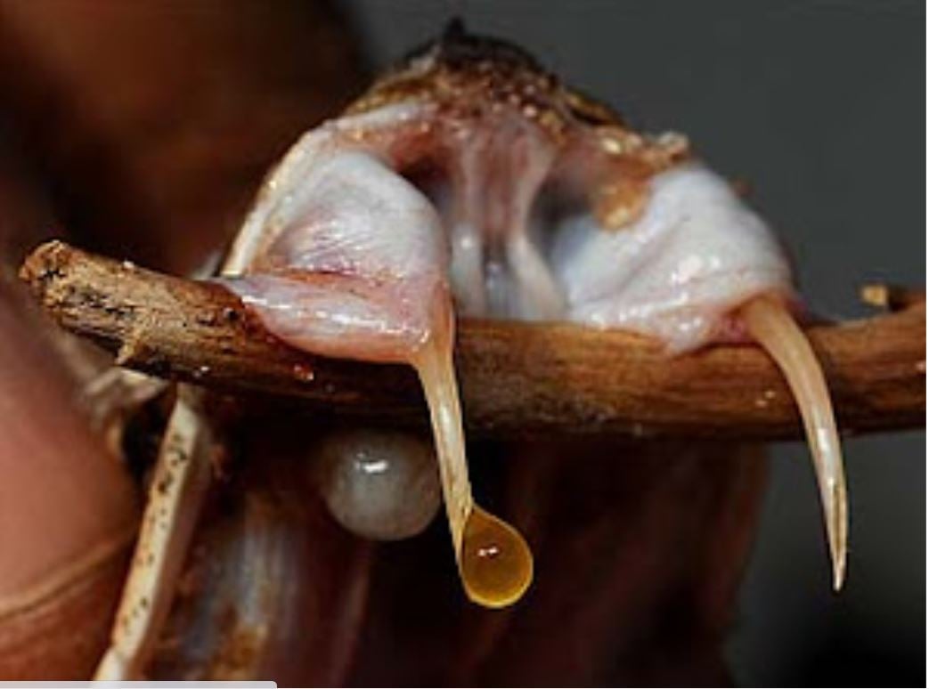 É que o poder letal do veneno depende do peso da pessoa e da rapidez do atendimento. Mas algumas cobras possuem venenos tão poderosos que bastam quantidades ínfimas para matar - e com rapidez.