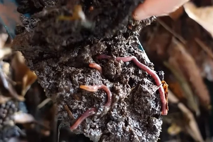 O uso de adubos orgânicos, como húmus de minhoca, farinha de osso e pó de rocha, é recomendado por fornecerem nutrientes indispensáveis para o crescimento da planta.