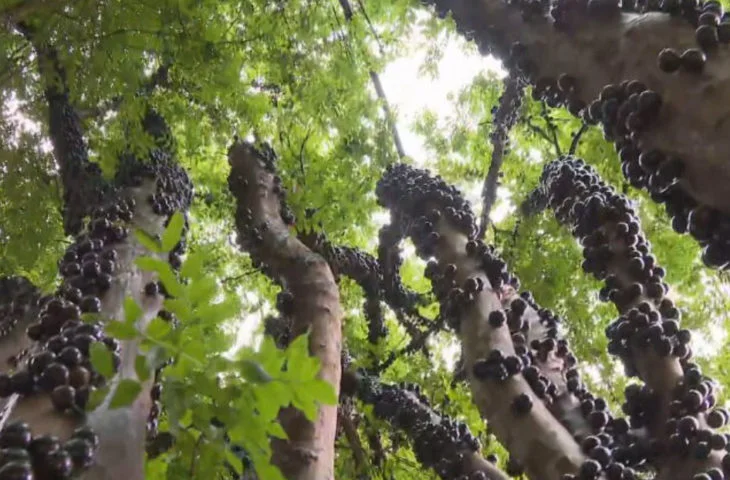 Você sabia que a adubação é fundamental para garantir o crescimento saudável e a frutificação abundante da jabuticabeira?