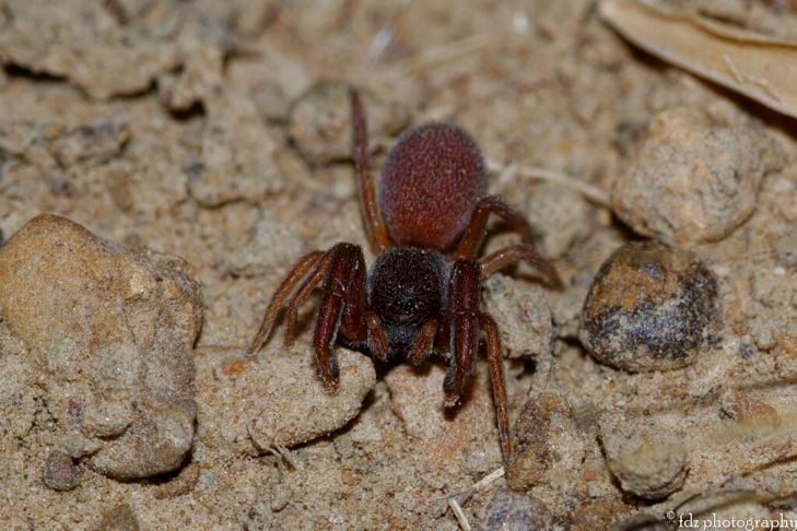 Aranha-escorpião (Palpimanus gibbulus): Essas aranhas são conhecidas por suas características distintivas, como a forma de sua carapaça e suas pernas dianteiras alongadas. Geralmente são encontradas em regiões tropicais e subtropicais, especialmente na América do Sul, África e Ásia.