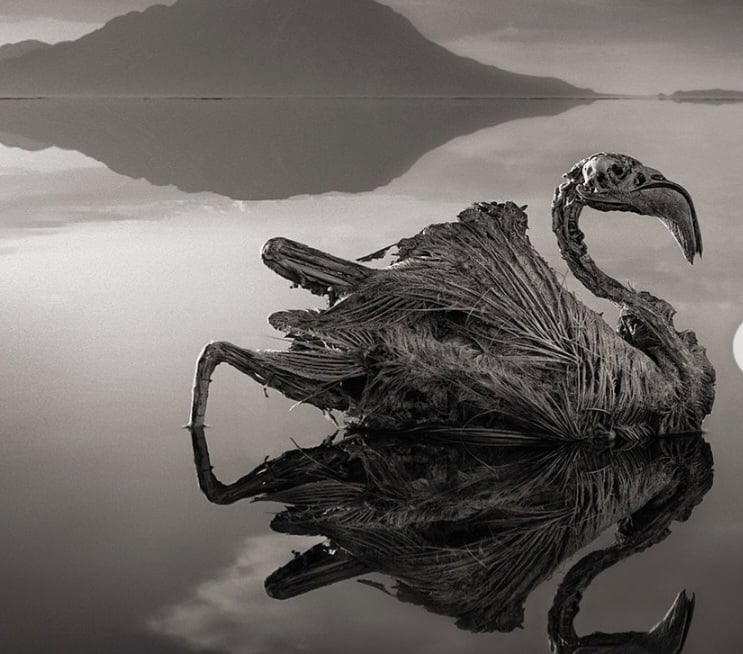 Além disso, as temperaturas podem ultrapassar 40°C, e animais que entram na água podem ser mumificados devido à alta salinidade.