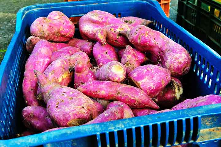 A batata doce também ajuda na produção de queratina. O tubérculo também tem potássio, manganês e vitaminas B6, C e carotenóides da provitamina A.