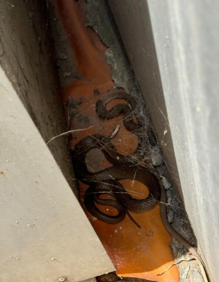 Harrison Kent, famoso caçador de reptéis rastejantes, registrou o flagrante de uma cena de canibalismo entre duas cobras-marrons (Pseudonaja textilis) rara de acontecer. Foi na cidade de Adelaide, na Austrália.
