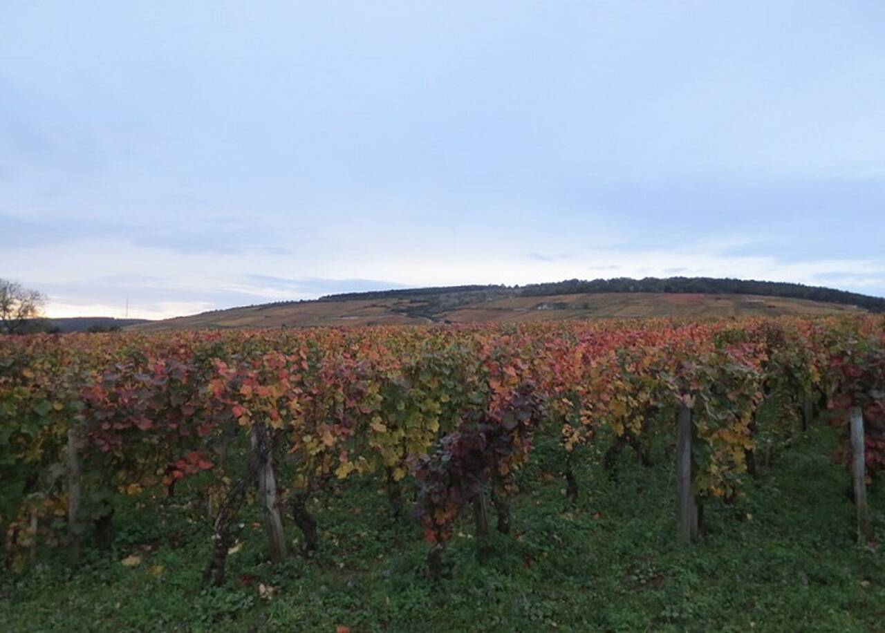 Domaine de la Romanée-Conti (França) - Conhecida por seus vinhos tintos da Borgonha, como o Romanée-Conti, considerado um dos melhores vinhos do mundo