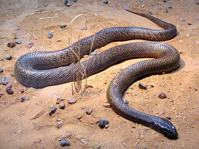Taipan-costeira: É uma das cobras mais temidas, conhecida por ser altamente venenosa e muito rápida. Seu veneno é extremamente potente e capaz de matar um ser humano, embora seja uma serpente tímida, que costuma evitar contato.