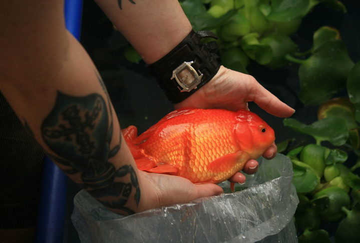 A equipe reparou que os peixes dourados preferiam passar o inverno em águas profundas e se mudavam para lugares mais rasos na primavera, preparando-se para se reproduzir.