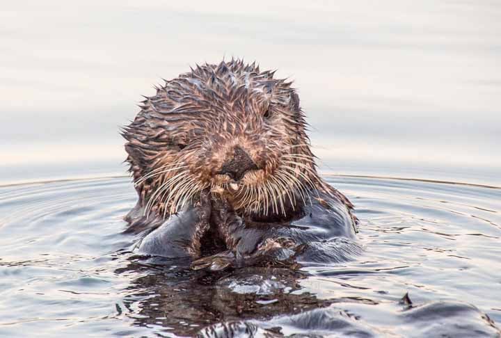 Essa alteração súbita da coloração das águas fluviais da região poderia, inclusive, afetar não apenas os animais selvagens, mas também pessoas que vivem em comunidades ribeirinhas. 